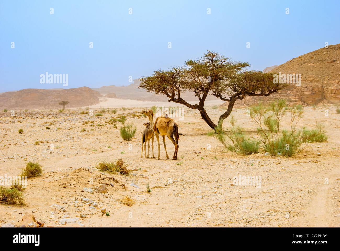 Cammelli nel Wadi Arada Desert - La penisola del Sinai, Egitto Foto Stock