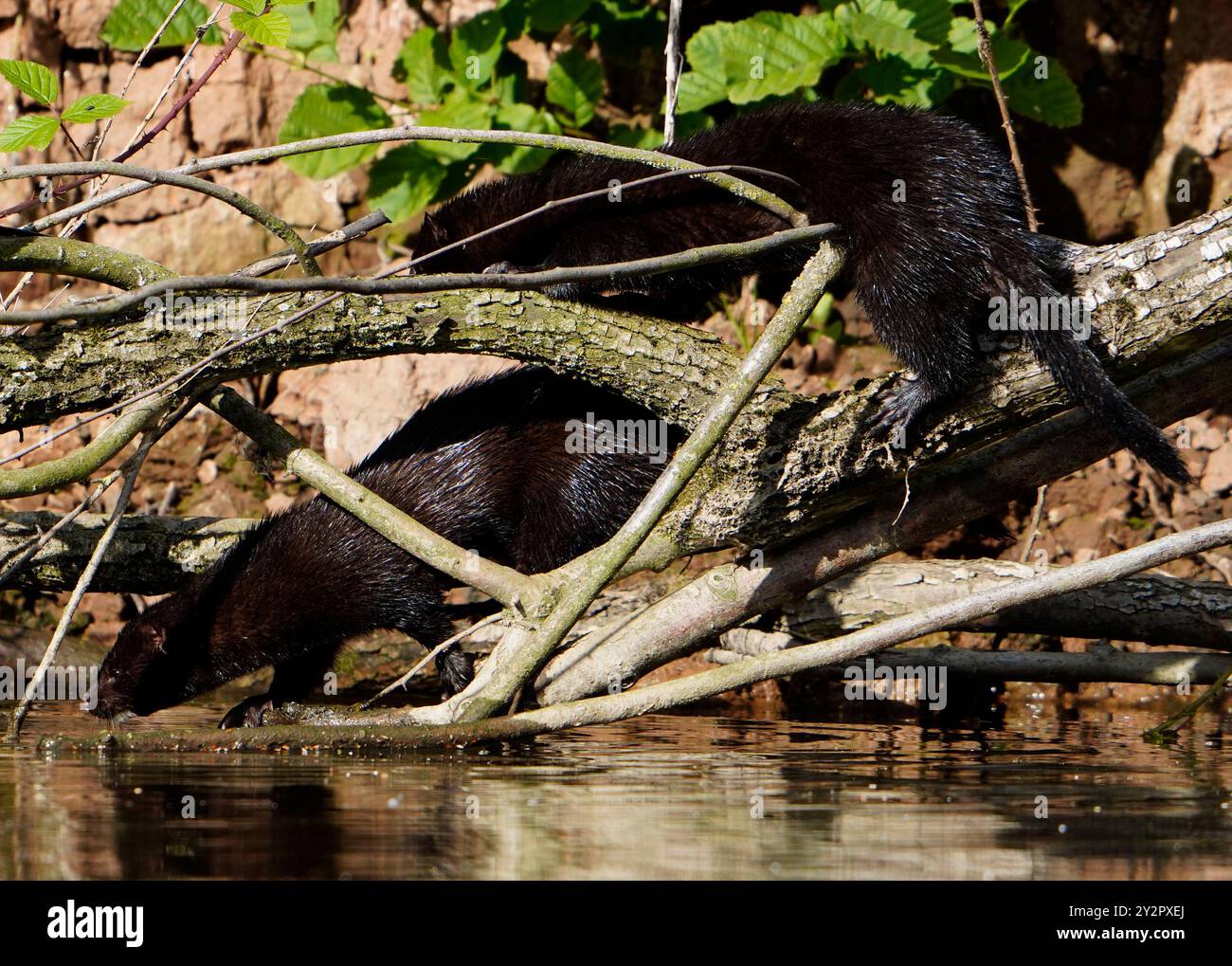 Visone americano (Neovison, vison) sul fiume Derwent, Derbyshire, Regno Unito Foto Stock