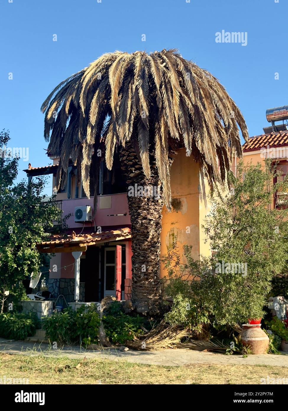 Una palma morta sorge nel giardino di una casa su un'isola greca, colpita dal Red Palm Weevil, simboleggiando l'impatto della malattia Foto Stock