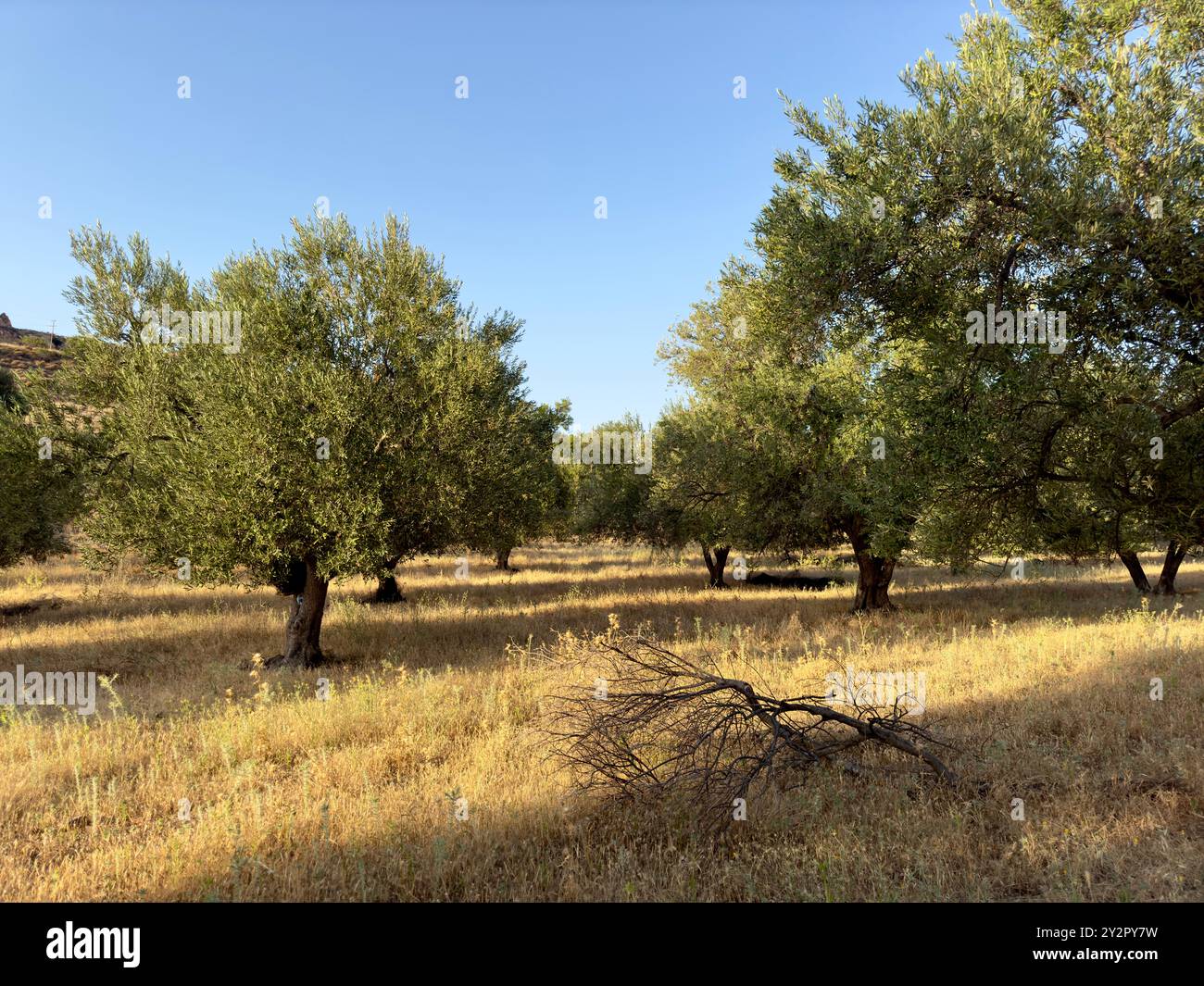 Pittoreschi oliveti greci crogiolano sotto il sole caldo, circondati da erba secca, catturando l'essenza del paesaggio mediterraneo. Foto Stock