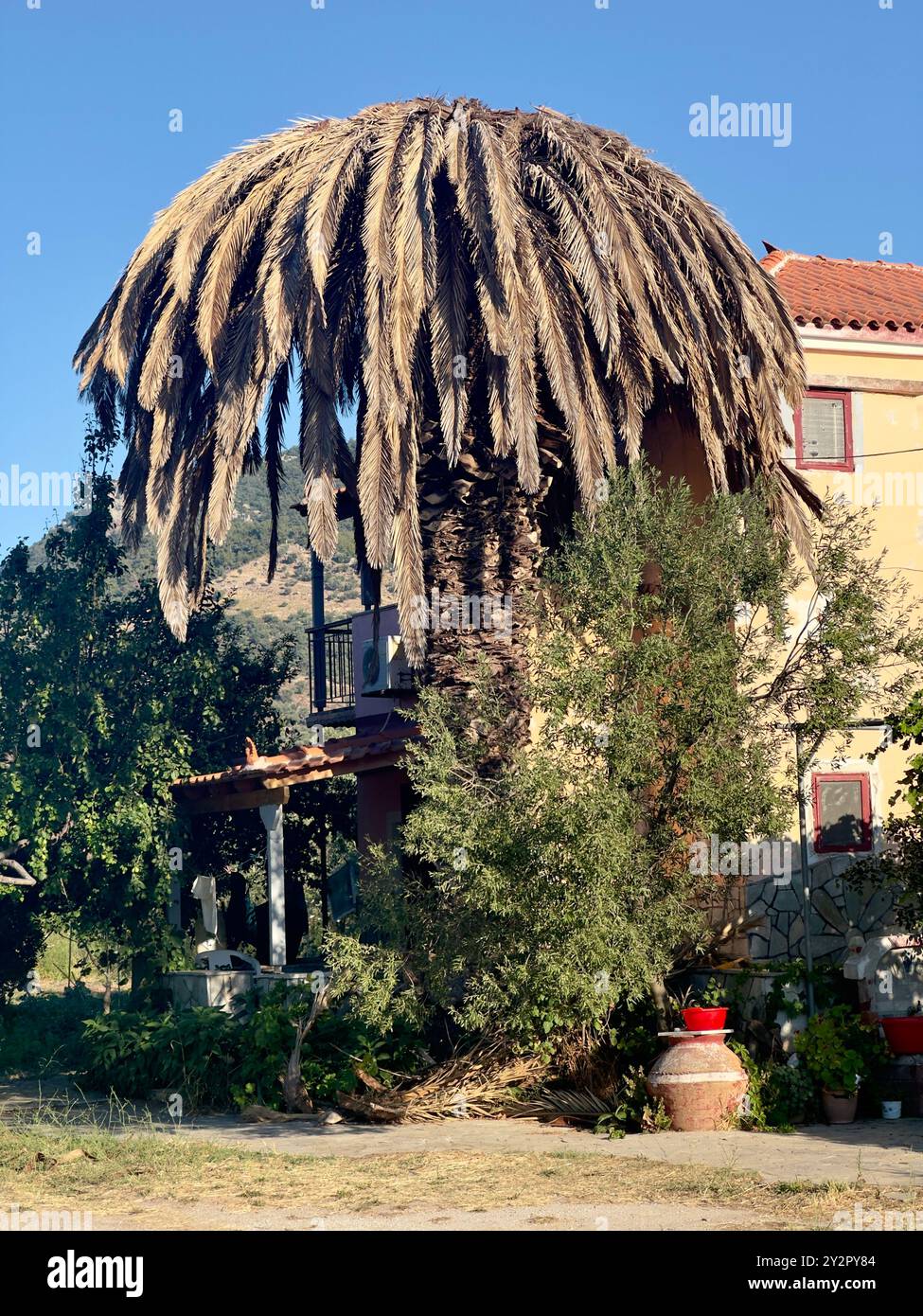 Una palma morta sorge nel giardino di una casa su un'isola greca, colpita dal Red Palm Weevil, simboleggiando l'impatto della malattia Foto Stock