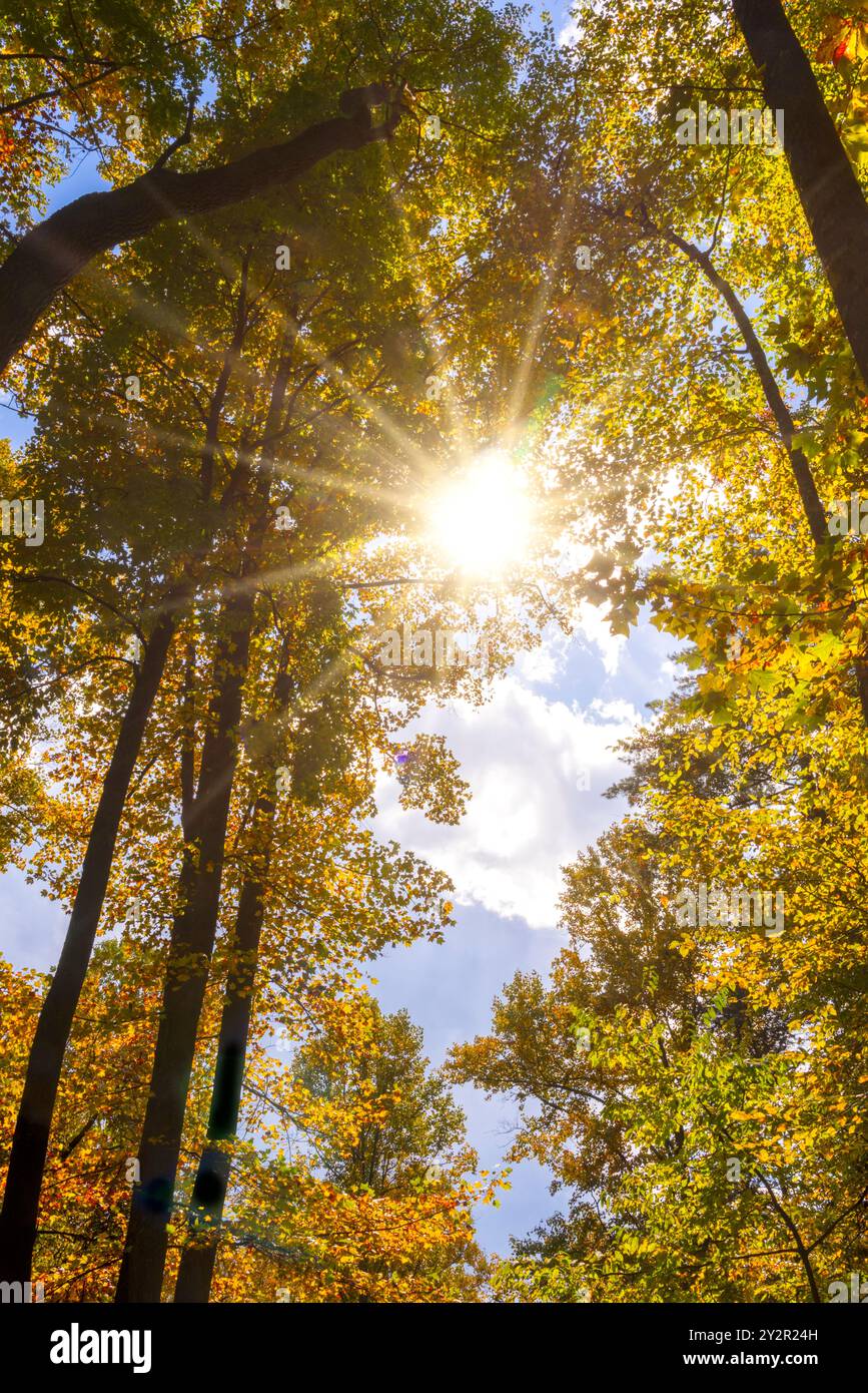 Paesaggio colorato nella stagione autunnale, bagliore del sole nella foresta del North Carolina Foto Stock