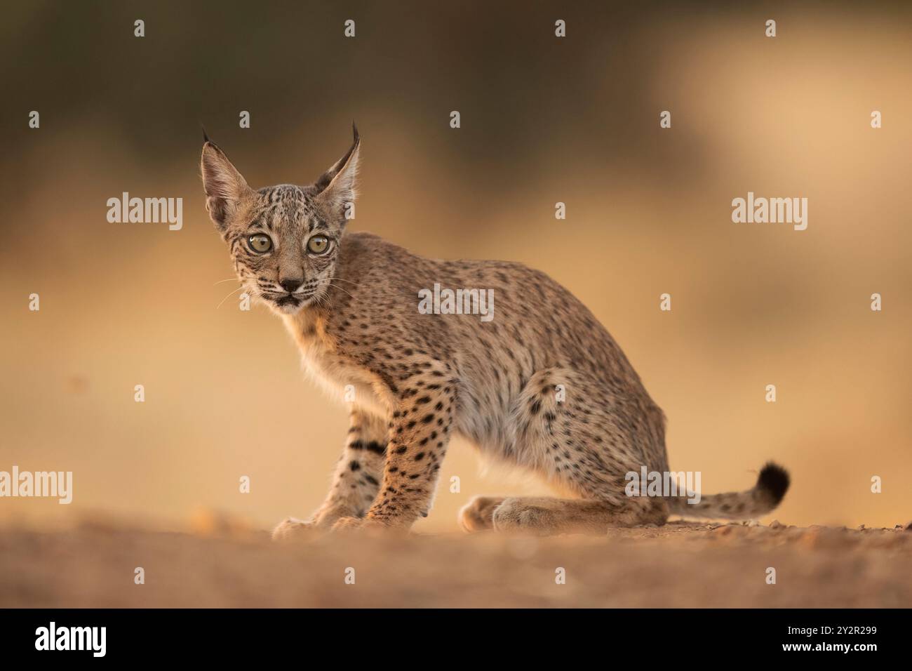 Un cucciolo di lince iberica si erge alla luce della luce sbiadita di Ciudad Real, Spagna, mostrando il suo caratteristico cappotto maculato e lo sguardo penetrante Foto Stock