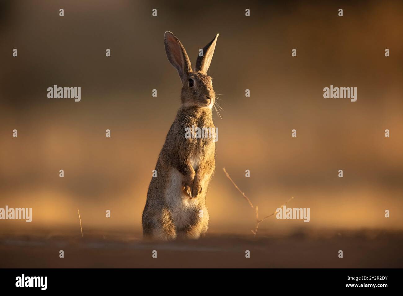 Un coniglio europeo, Oryctolagus cuniculus, si erge in posizione verticale sulle zampe posteriori, sagomato su un morbido sfondo dorato al tramonto, trasuda un senso di al Foto Stock