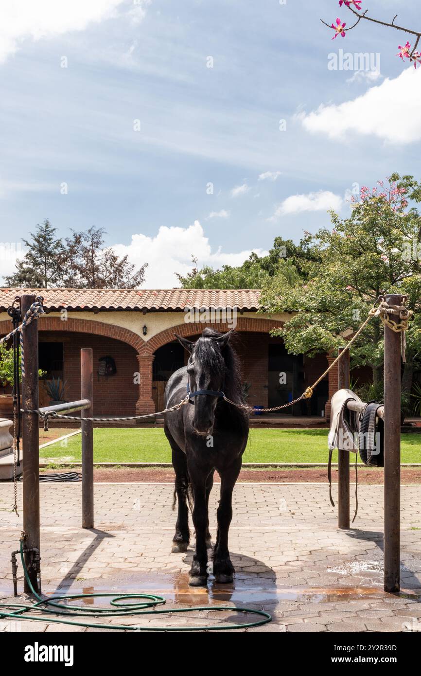 Un maestoso cavallo nero si erge legato ad una stazione di lavaggio in un pittoresco centro equestre, circondato da una vegetazione lussureggiante e da una tradizionale piastrella di argilla Foto Stock