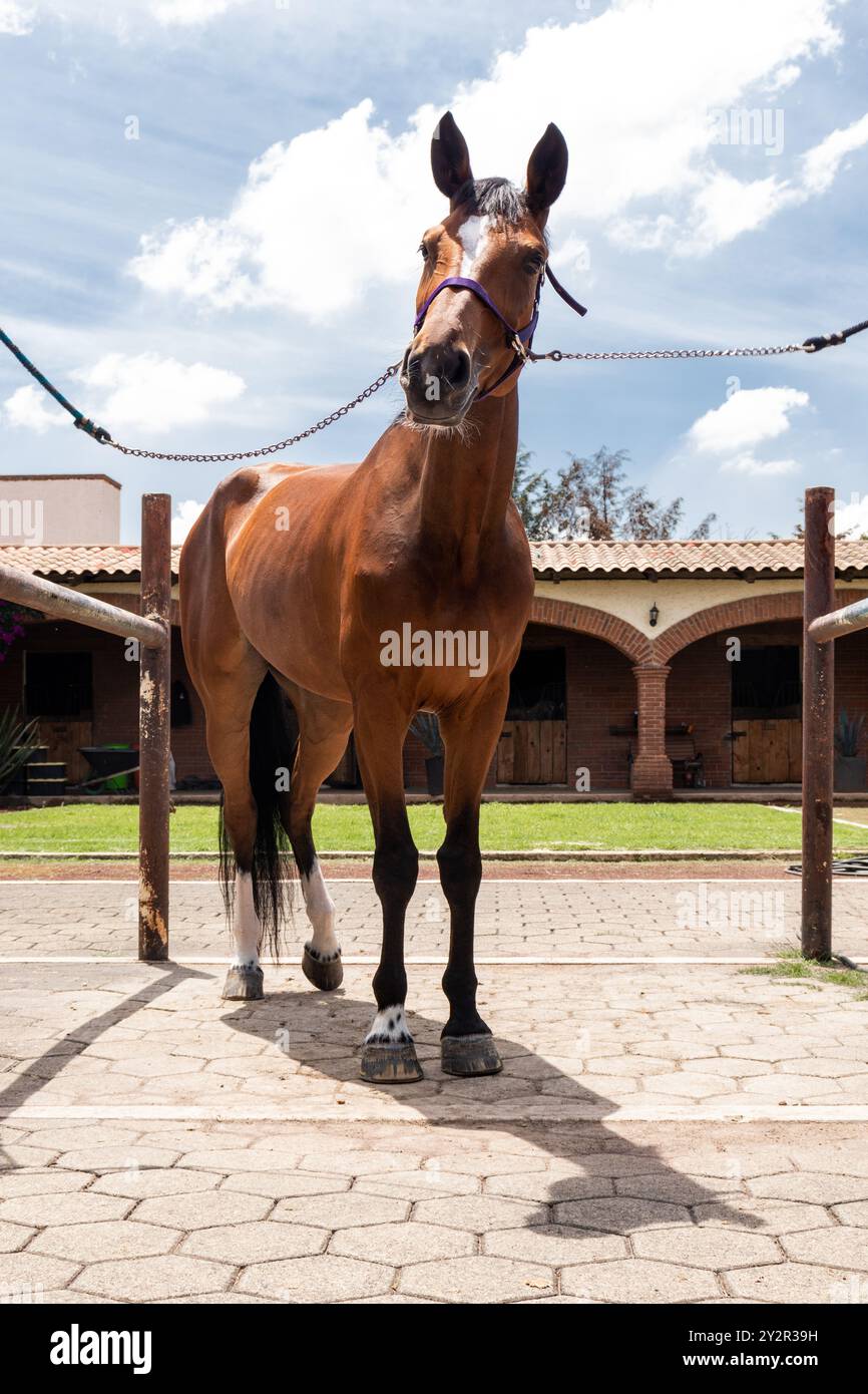 Un cavallo bruno, con una mezza viola, è saldamente legato di fronte a una stalla, sotto attenta cura presso un centro equestre Foto Stock