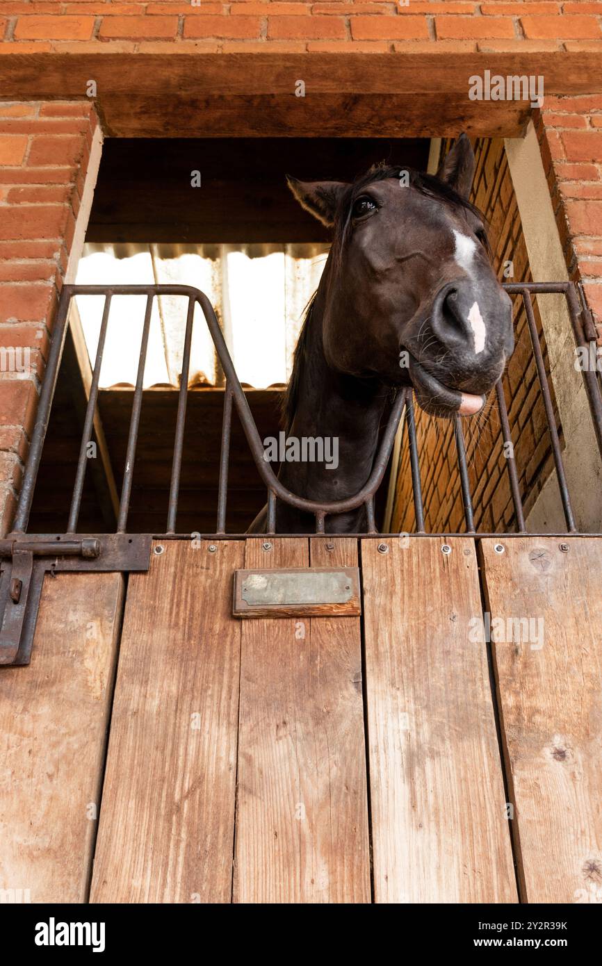 Un'immagine ravvicinata mostra un cavallo che sbircia fuori dalla sua stalla attraverso una rustica finestra di legno in un centro equestre Foto Stock