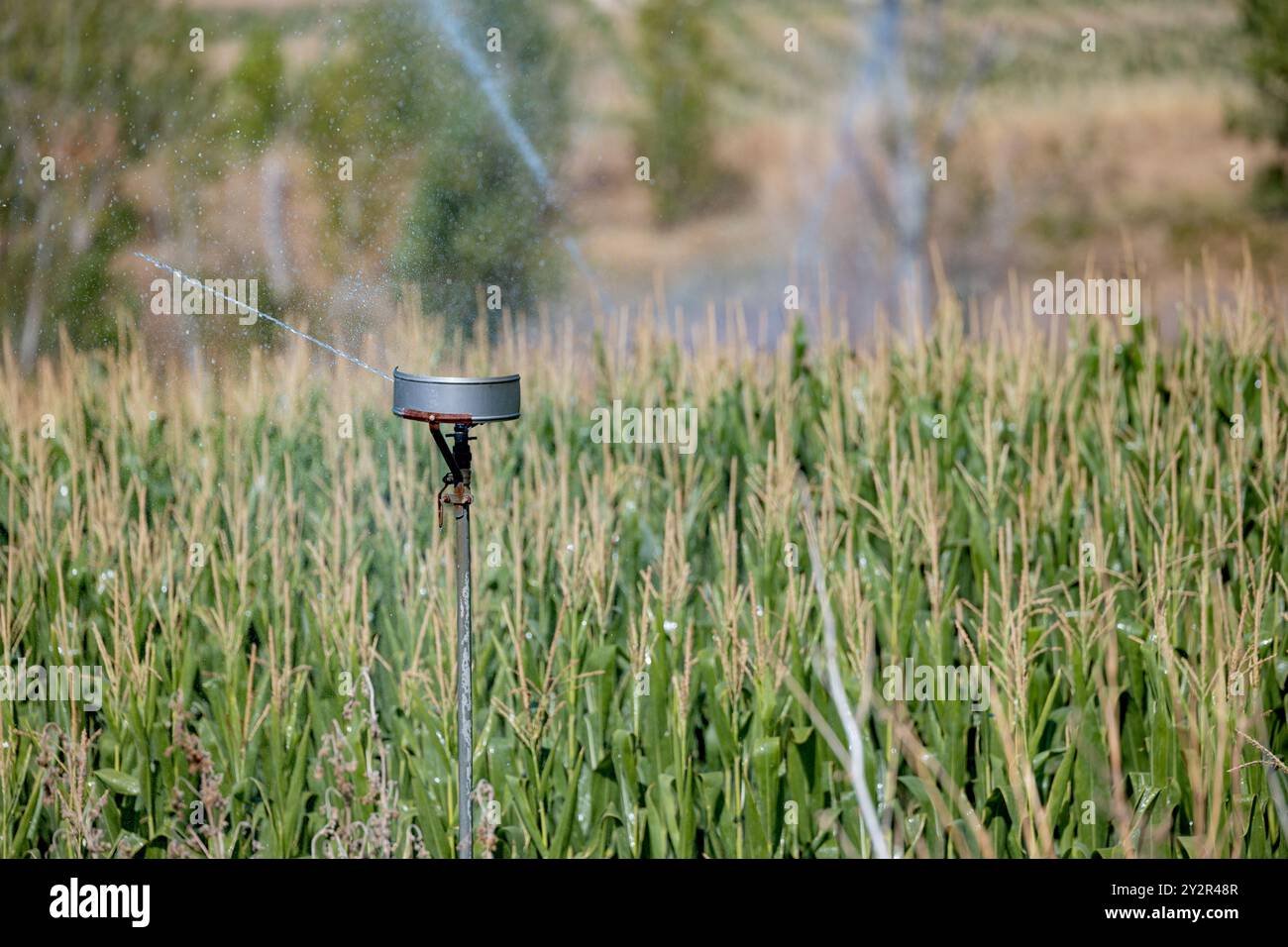 L'impianto sprinkler irriga attivamente un rigoglioso campo di mais sotto il sole caldo a Castilla la Mancha, Spagna, illustrando le moderne pratiche agricole Foto Stock