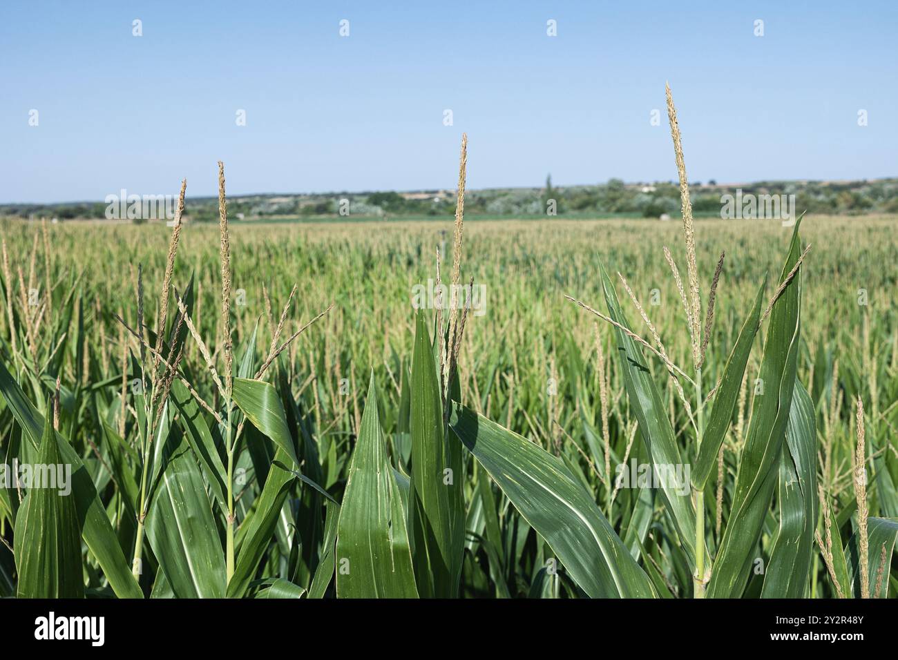Una vista panoramica di un lussureggiante campo di mais, con dense foglie verdi e nappine di piante di mais mature sotto un cielo blu brillante Foto Stock