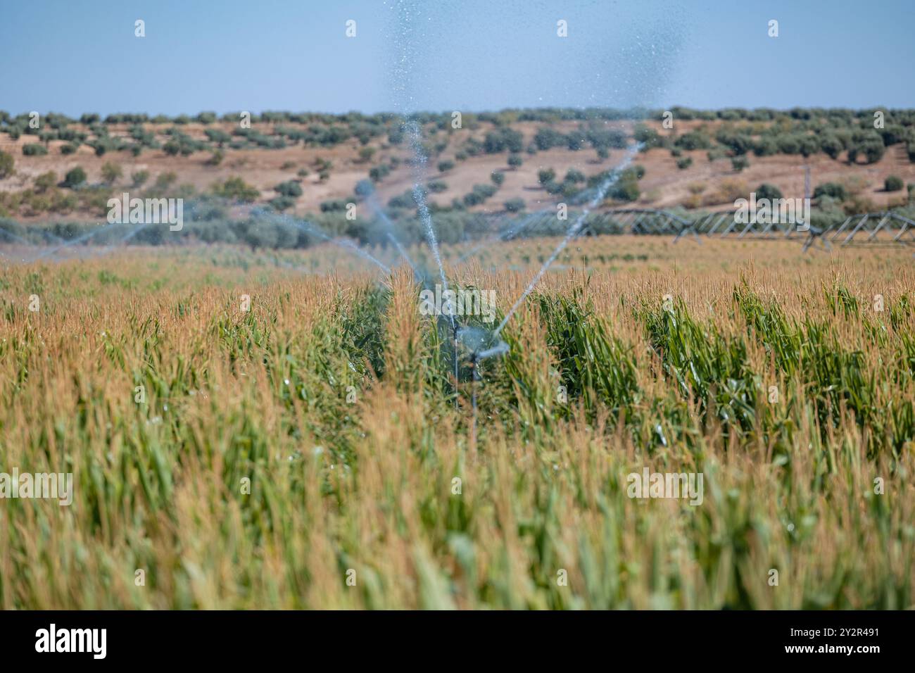 Le colture di mais prosperano sotto un sistema di irrigazione meccanizzato nei paesaggi rurali di Castilla la Mancha, Spagna, mettendo in mostra l'innovazione agricola Foto Stock