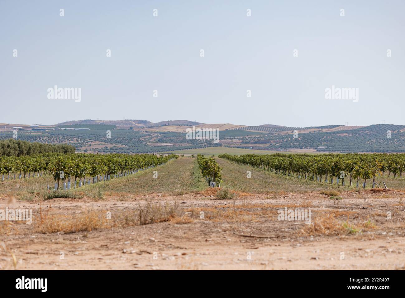 Una vista grandangolare che mostra un vigneto in primo piano con vigneti ben fiancheggiati, accostati a un tratto di terreno a riposo e alla lontana rollin Foto Stock