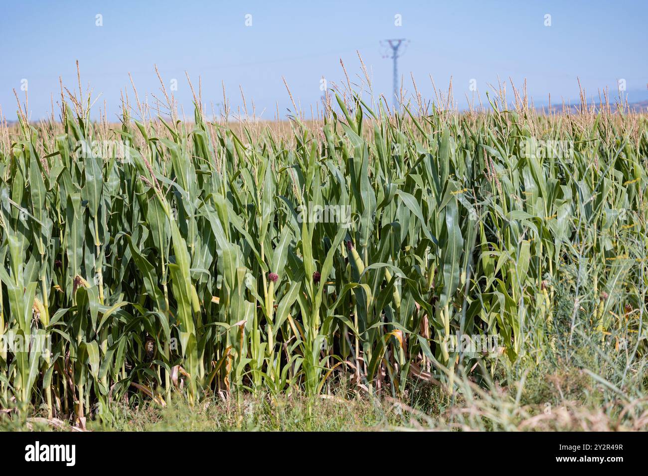 Un denso campo di mais con steli alti e maturi che si estendono verso un cielo azzurro, l'immagine cattura la crescita tarda estate delle piante di mais, mostrando Foto Stock