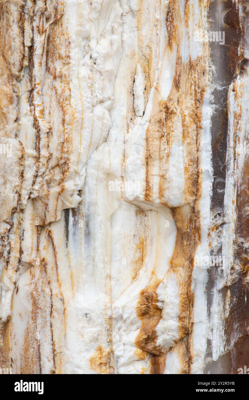 Vista dettagliata delle strutture in legno pietrificato dal Gingko Petrified Forest State Park, Vantage, che mostra l'arte della natura nei toni della terra. Foto Stock
