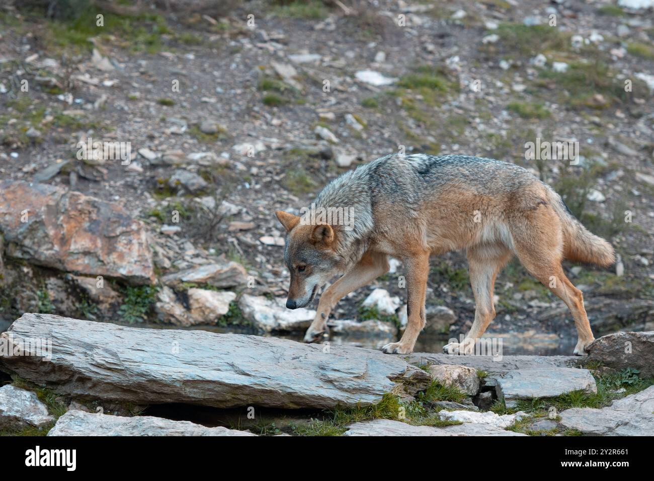 Un lupo solitario cammina con attenzione attraverso un paesaggio roccioso, illustrando la sua adattabilità e grazia in natura. Foto Stock