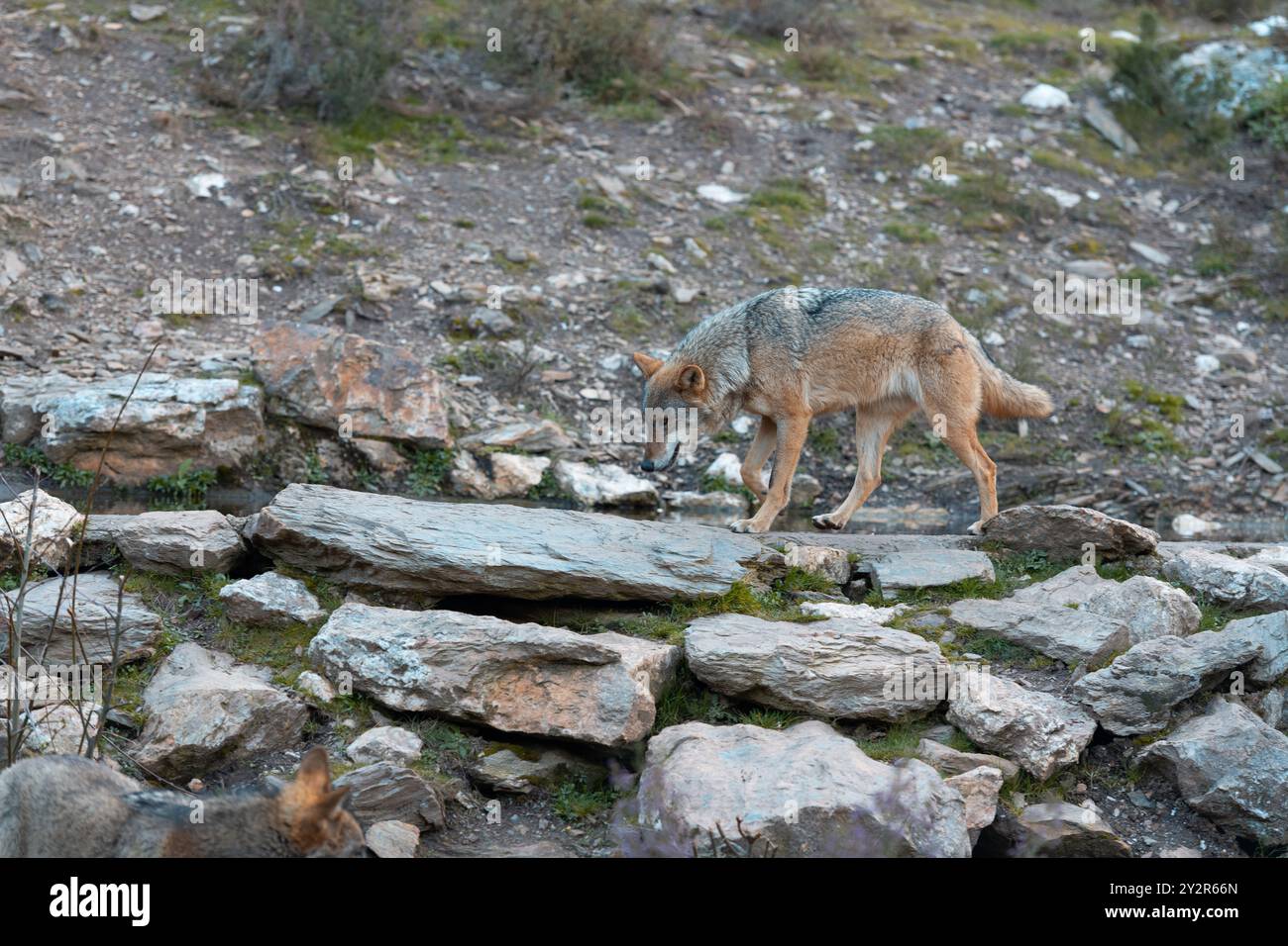 Un lupo solitario naviga con attenzione in un paesaggio roccioso, mostrando il suo habitat naturale e gli istinti di sopravvivenza. Foto Stock
