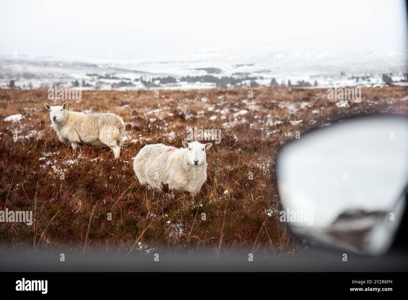 Due pecore si trovano in un campo ricoperto di gelo nelle Highlands scozzesi, osservate attraverso un finestrino di un'auto in una giornata invernale nevosa, evidenziando la serena e la Foto Stock