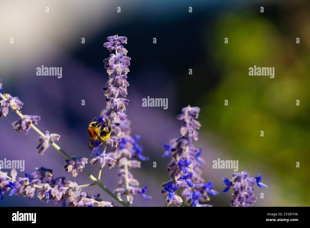 Un'immagine ravvicinata che cattura un'ape che impollina un vivace picco di lavanda sotto il soffice bagliore della luce naturale del sole, evidenziato da uno sfondo bokeh Foto Stock