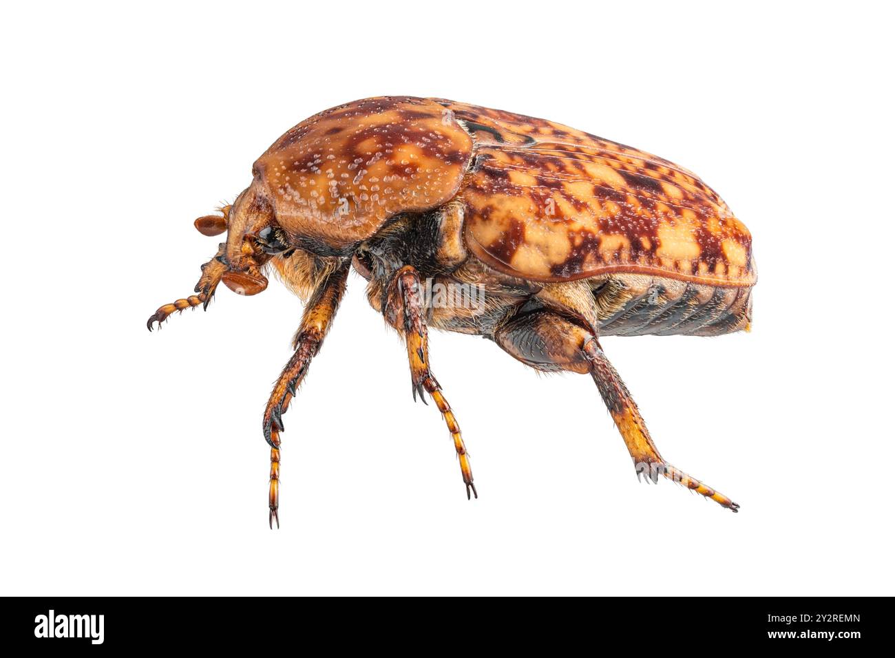 Porphyronata maculatissma - Caffera comune di frutta di marmo , foto macro impilata Foto Stock