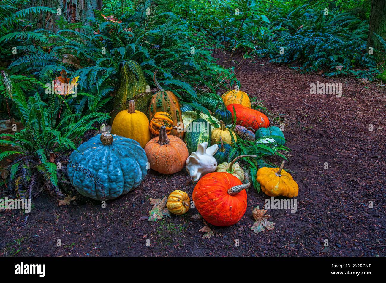 ZUCCHE E GORDS ADAGIATI SULLA CORTECCIA DI BELLEZZA E SU DI UN LUSSUREGGIANTE FOGLIAME VERDE PER UN HALLOWEEN Foto Stock