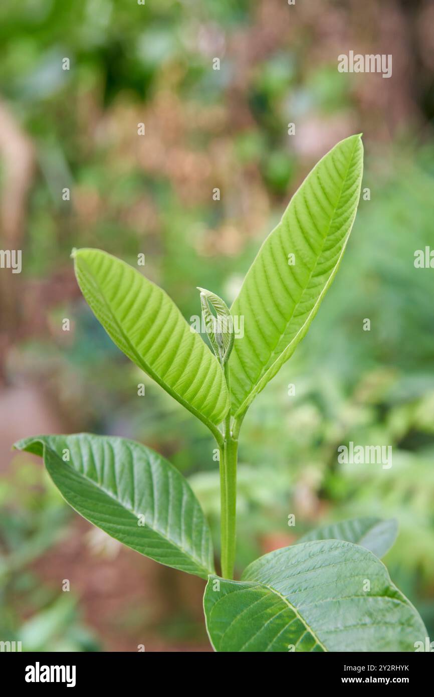 primo piano di una giovane pianta di guava nel giardino, piccoli alberi o arbusti in rapida crescita comuni nelle regioni tropicali e subtropicali, messa a fuoco morbida con spazio copia Foto Stock