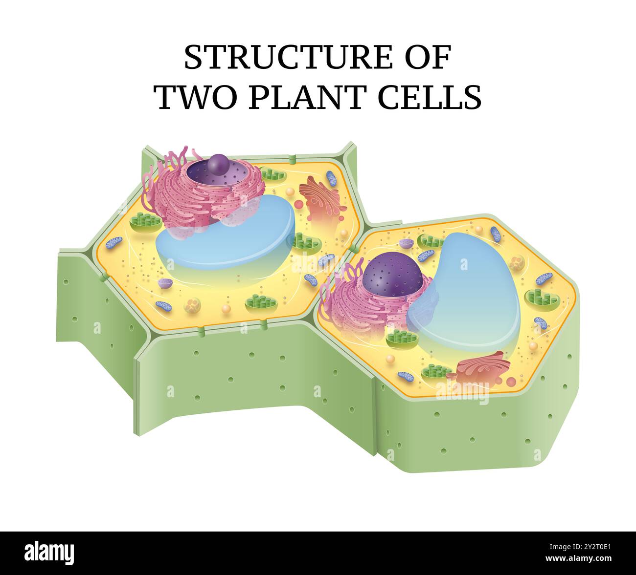 Struttura di due cellule vegetali Foto Stock