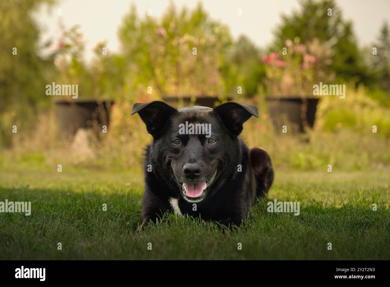 UN MIX NERO LABRADOR BLUE HEELER STESO SULL'ERBA CHE FISSA CON OCCHI PIACEVOLI E BOCCA APERTA A STANWOOD, WASHINGTON Foto Stock