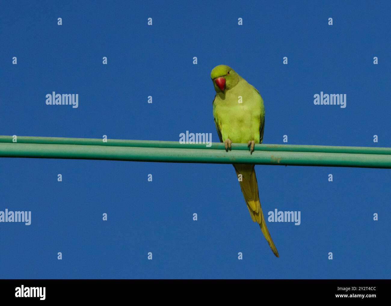 Un vivace parakeet verde arroccato su un filo verde contro un cielo azzurro. Foto Stock