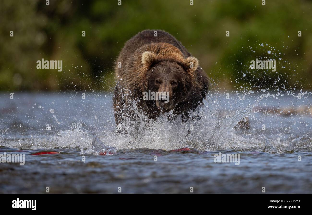 Orso bruno che pesca il salmone a Katmai, Alaska Foto Stock