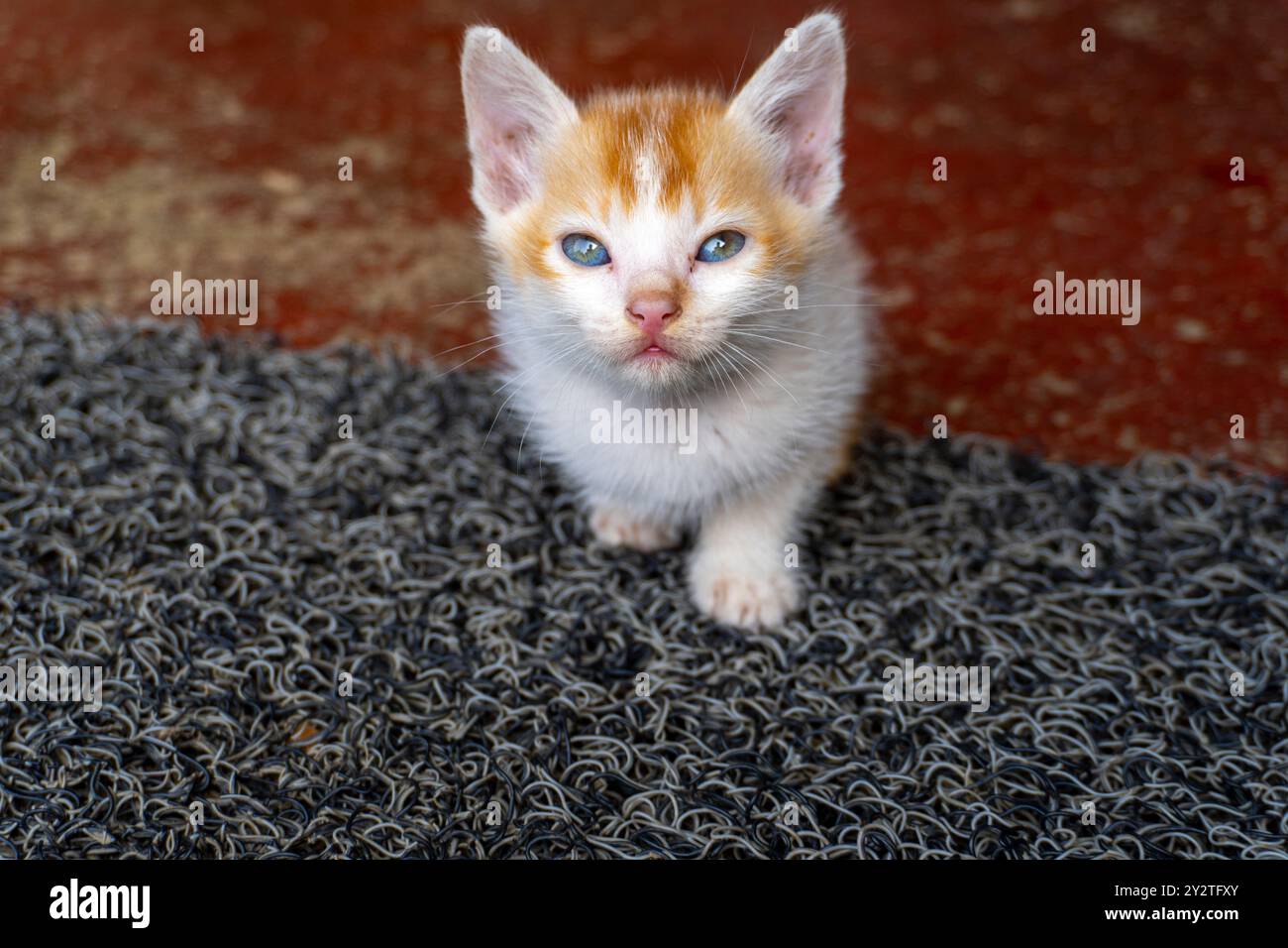 Bellissimo gattino bianco e dorato che guarda la fotocamera curiosamente scattata con Sony ALPHA 6400 Foto Stock
