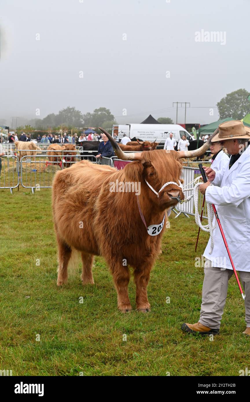 Il bestiame delle Highland giudica al Moreton in Marsh Show del 2024, Gloucestershire Foto Stock