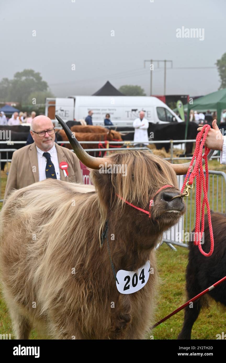 Il bestiame delle Highland giudica al Moreton in Marsh Show del 2024, Gloucestershire Foto Stock