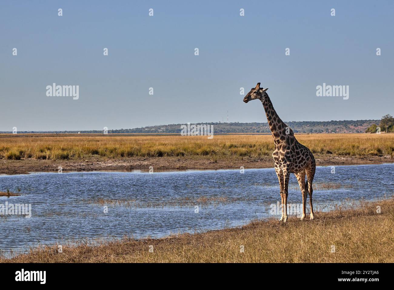 Le giraffe sono gli animali terrestri più alti della Terra, noti per il loro collo lungo, i caratteristici cappotti maculati e il comportamento gentile. Foto Stock