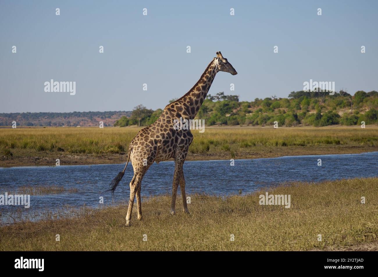 Le giraffe sono gli animali terrestri più alti della Terra, noti per il loro collo lungo, i caratteristici cappotti maculati e il comportamento gentile. Foto Stock