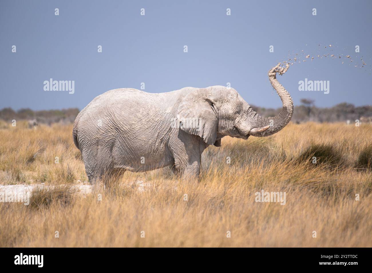 Elefante africano (Loxodonta Africana) che si fa un bagno di fango con questo tronco Foto Stock