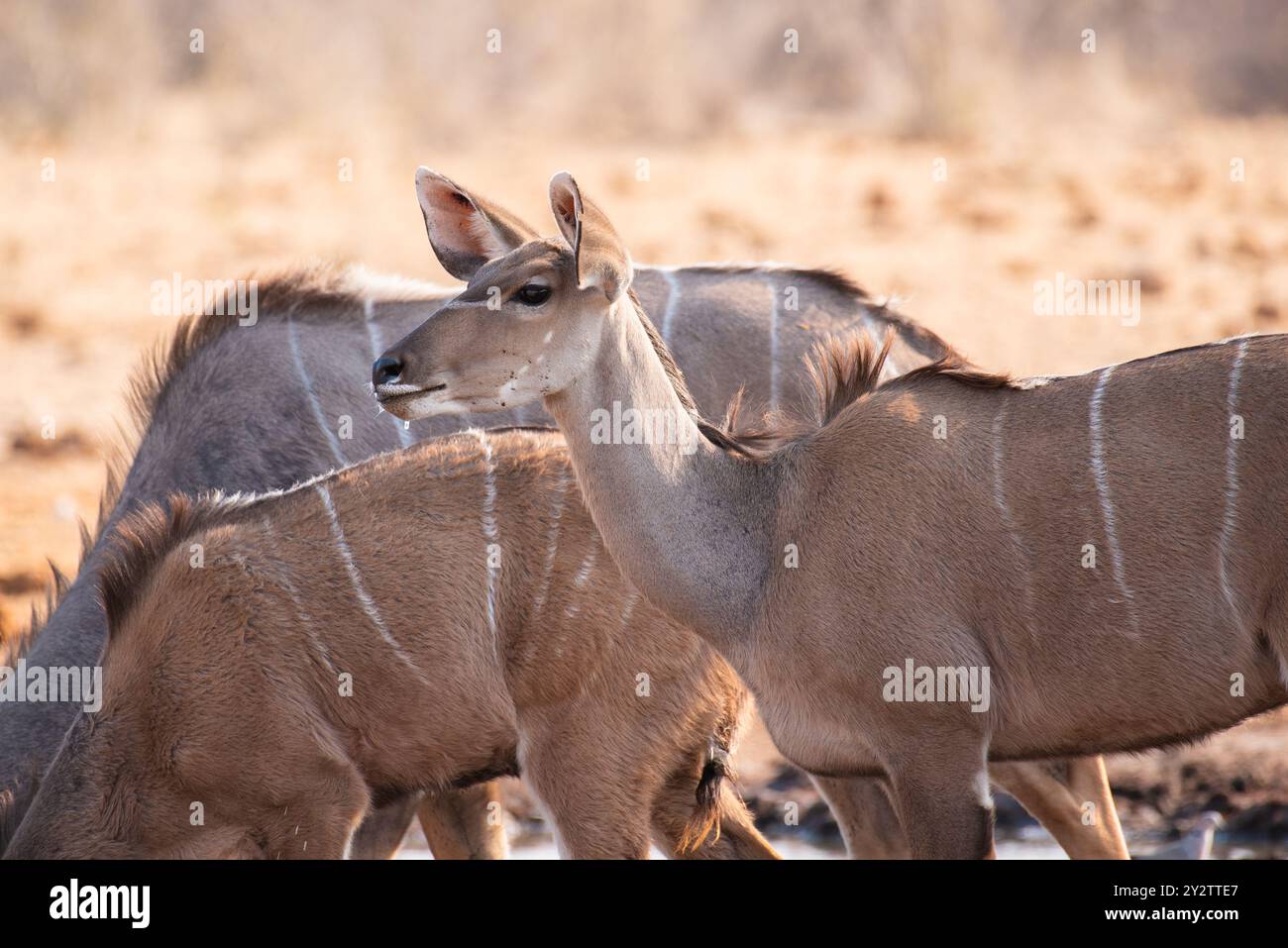 Primo piano della grande Kudu femminile (Tragelaphus strepsiceros) in Namibia. Foto Stock