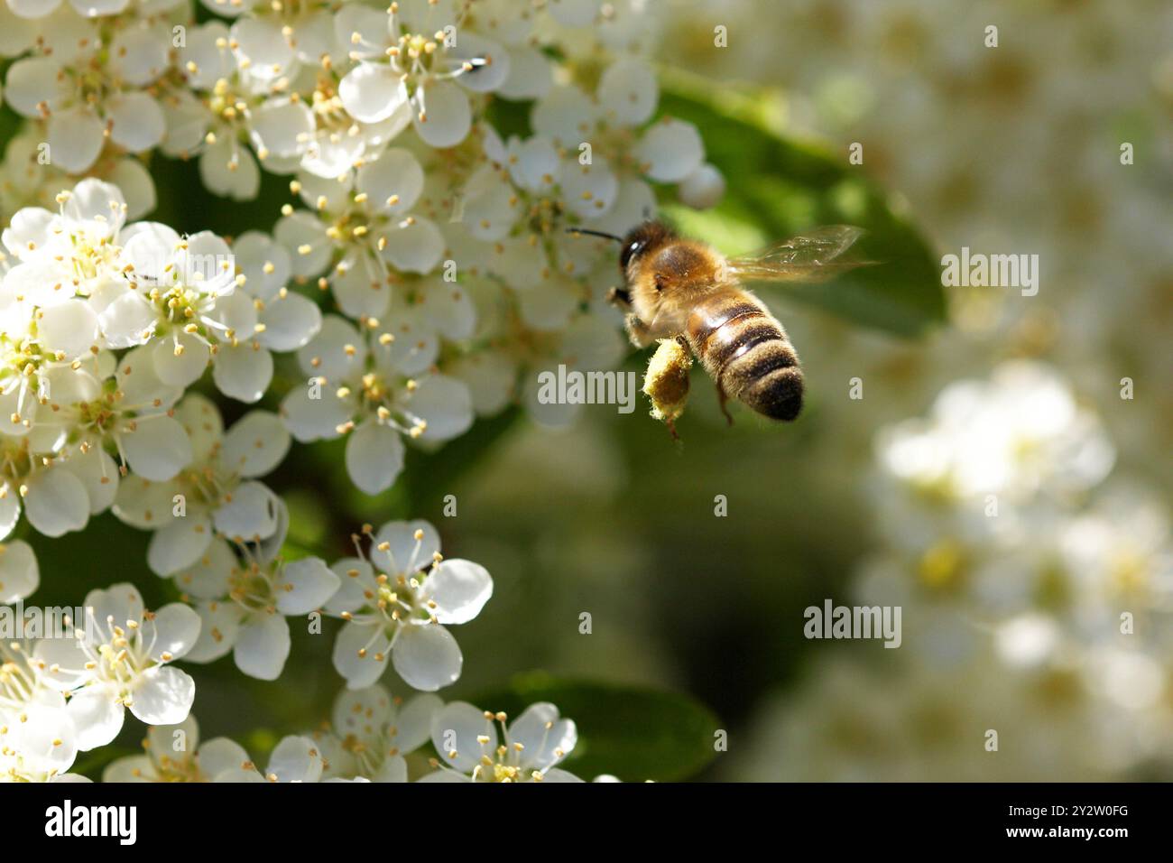 Api mellifere con polline raccolte da fiori bianchi. Questa ape ha trasferito il polline raccolto alla corbicula sulle zampe posteriori Foto Stock