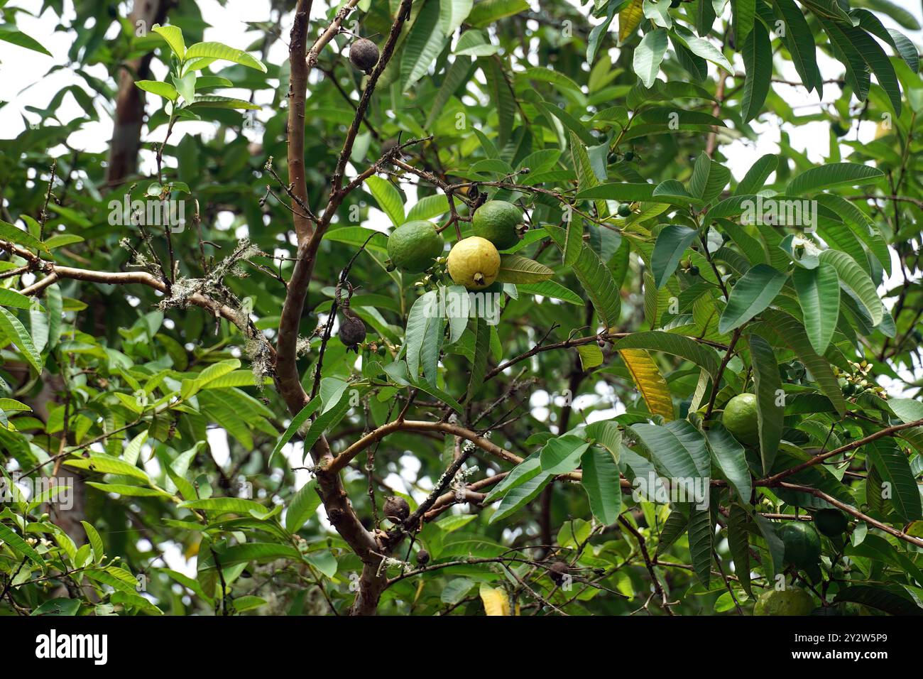 Guava comune, guava gialla, guava limone, echte Guave, Goyavier, Psidium guajava, guáva, isola di Santa Cruz, Galápagos, Ecuador, sud America Foto Stock