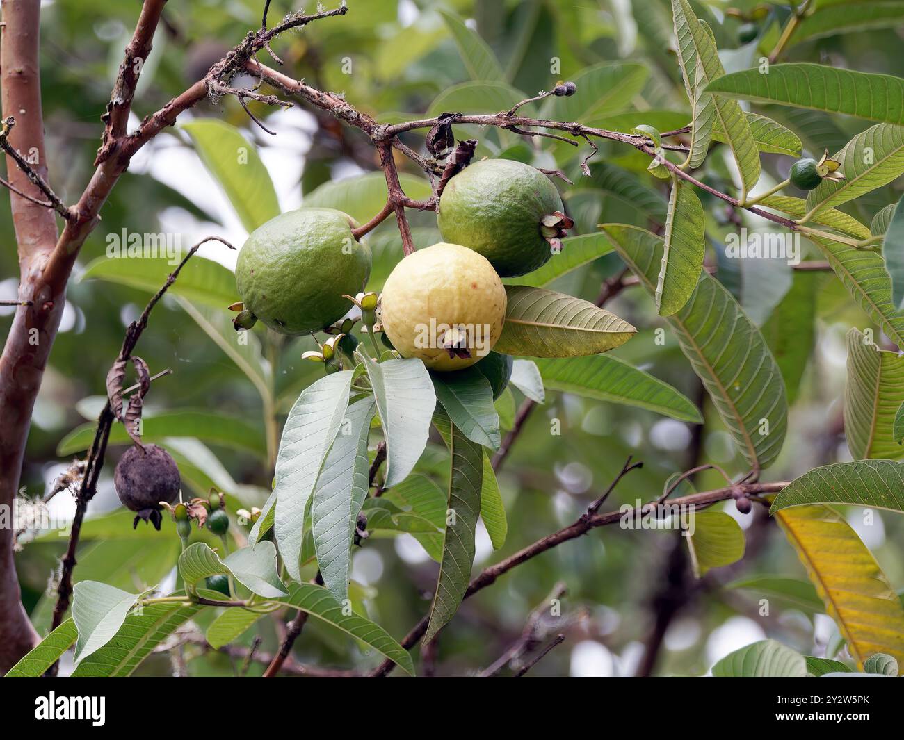 Guava comune, guava gialla, guava limone, echte Guave, Goyavier, Psidium guajava, guáva, isola di Santa Cruz, Galápagos, Ecuador, sud America Foto Stock
