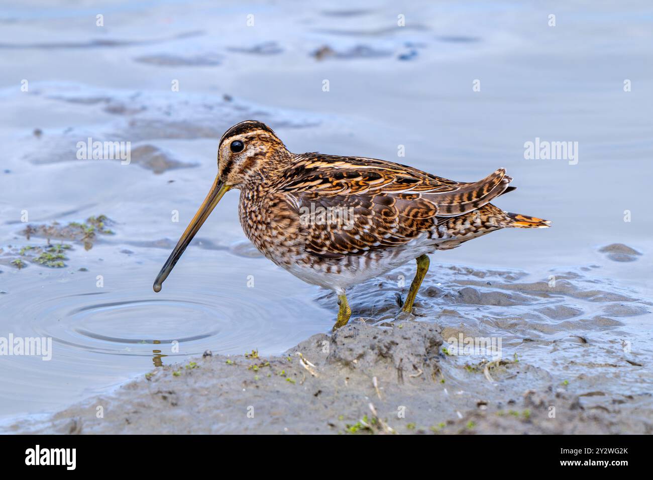 Cecchino comune (Gallinago gallinago) foraggio in acque poco profonde sondando fango soffice a mudflat lungo la costa del Mare del Nord in estate Foto Stock
