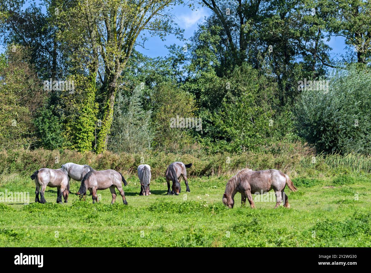Mandria di cavalli da tiro delle Ardenne / cavalli da tiro delle Ardenne pascolano nel prato della riserva naturale Bourgoyen-Ossemeersen vicino Gand, Fiandre orientali, Belgio Foto Stock
