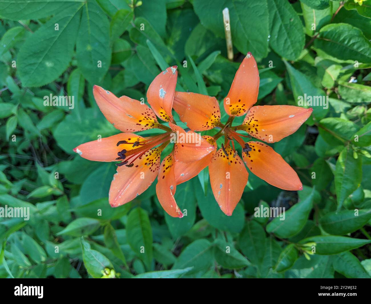 Giglio Arancione Immagine Stock. Immagine Di Felice, Giorno - 16554451 - Foto 8
