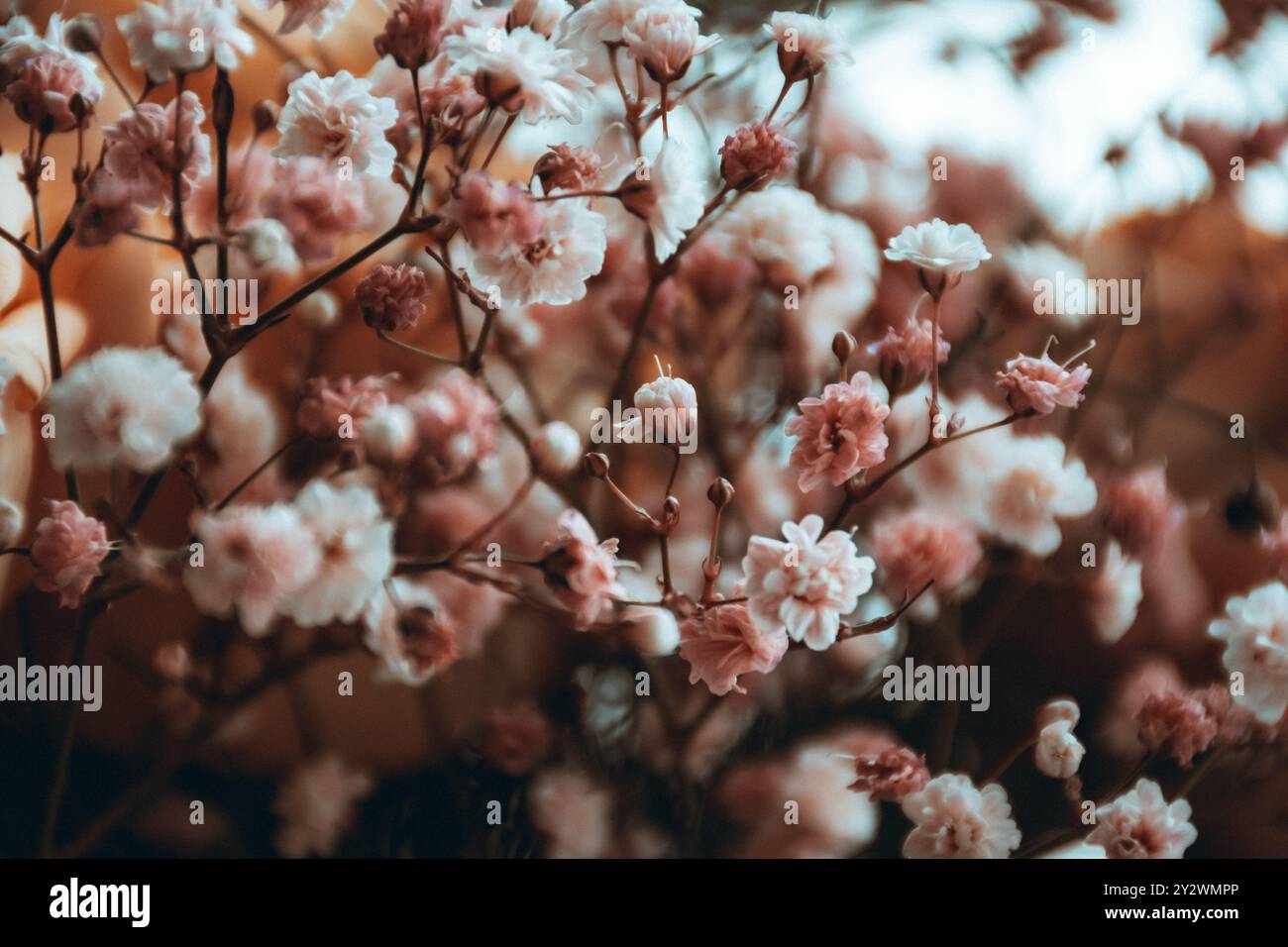 Un primo piano di fiori di ciliegio rosa che fioriscono sull'albero di Sakura in una giornata di sole su sfondo sfocato Foto Stock