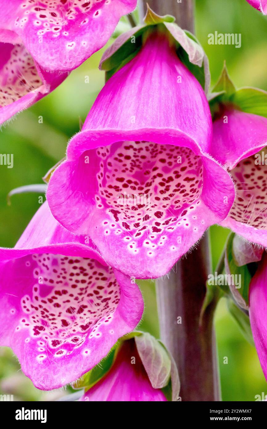 Foxglove (digitalis purpurea), primo piano focalizzato su un unico fiore centrale dell'alto picco fiorito della pianta. Foto Stock