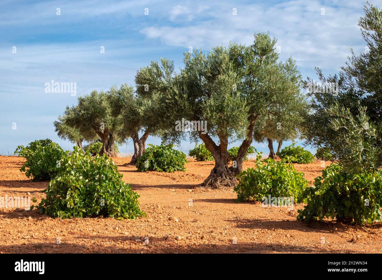 Oliveto e vigneto mediterraneo, piantagione di olivi e viti per olio e vini spagnoli. Foto Stock