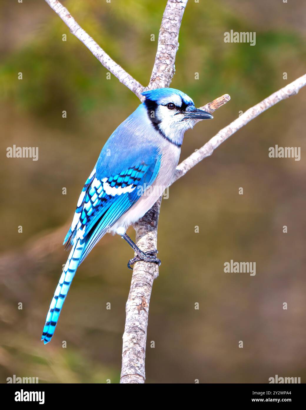 Vista frontale del profilo dell'uccello Blue Jay in primo piano, appollaiato su un ramo che mostra il piumaggio di piume blu con sfondo boschivo sfocato nel suo ambiente. Foto Stock