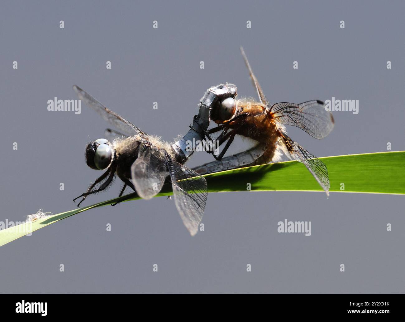 A Scarce Chaser (Libellula fulva) Dragonfly presso Combe Hill Nature Reserve Gloucestershire Regno Unito Foto Stock