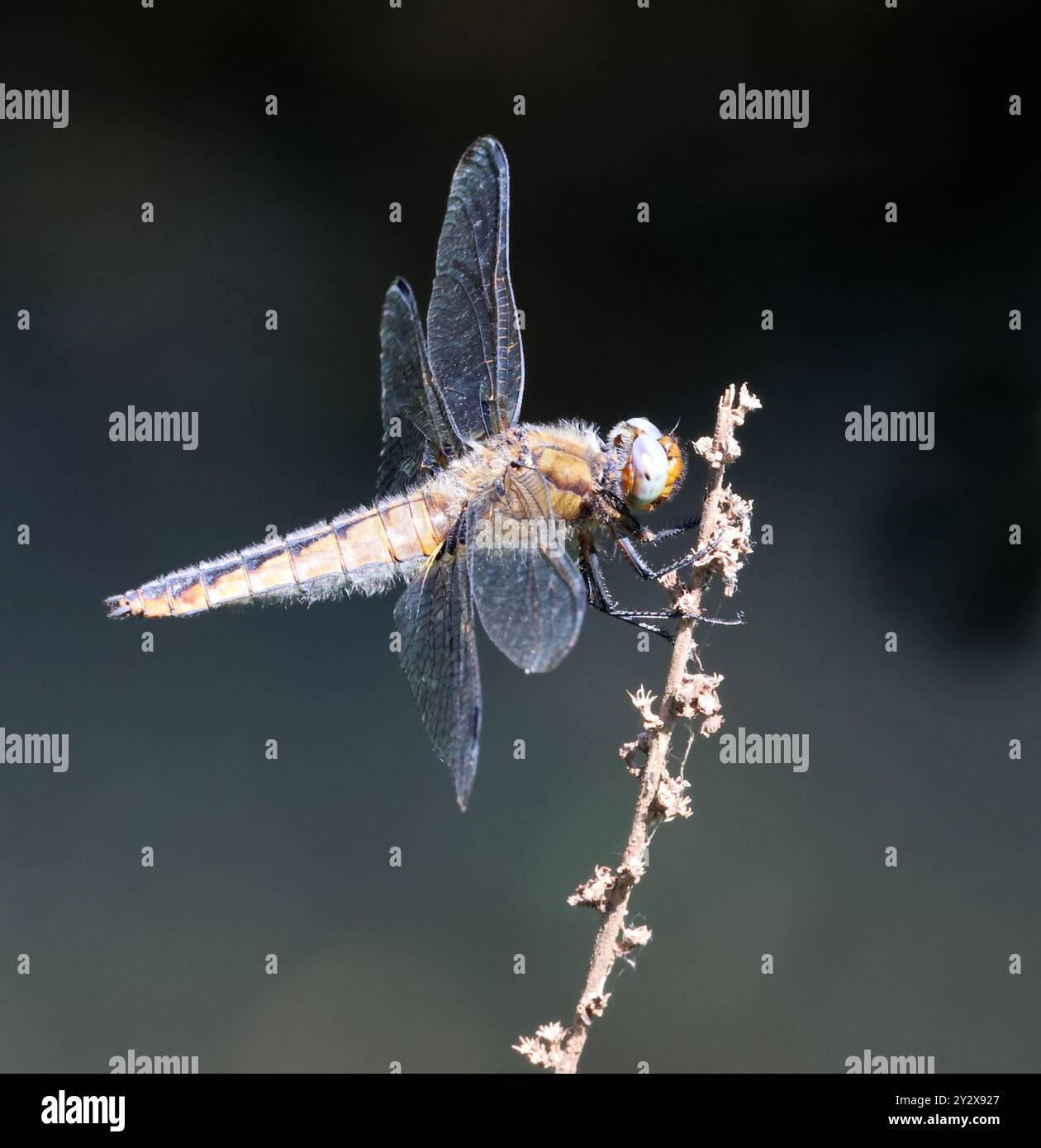A Scarce Chaser (Libellula fulva) Dragonfly presso Combe Hill Nature Reserve Gloucestershire Regno Unito Foto Stock