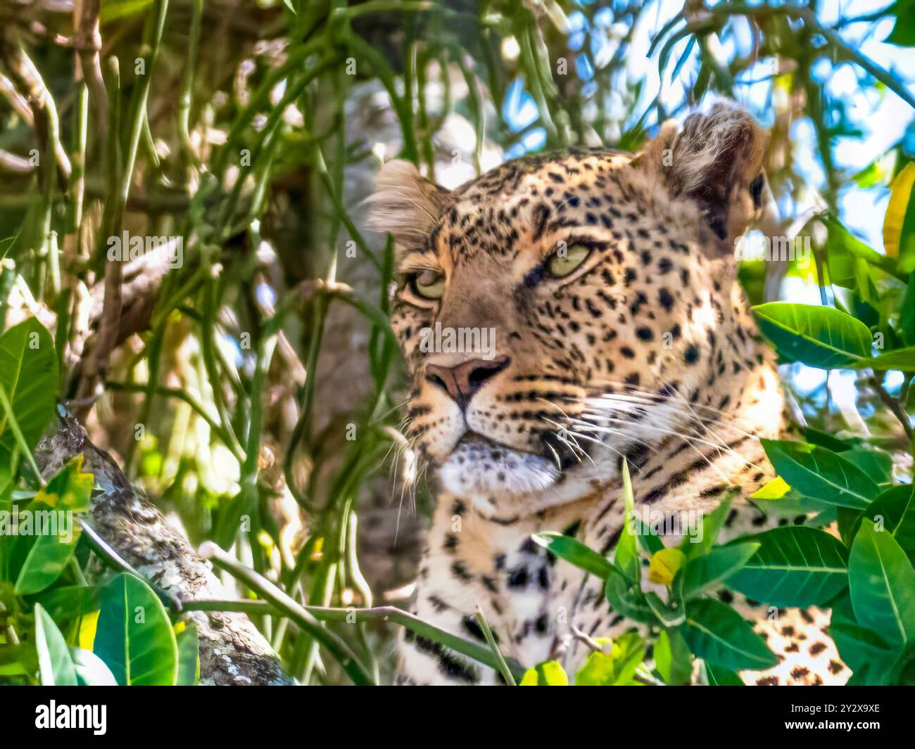 Un leopardo (Panthera pardus) guarda fuori dal suo nascondiglio. Solo la testa è visibile. Preso nel Serengeti in Tanzania. Foto Stock