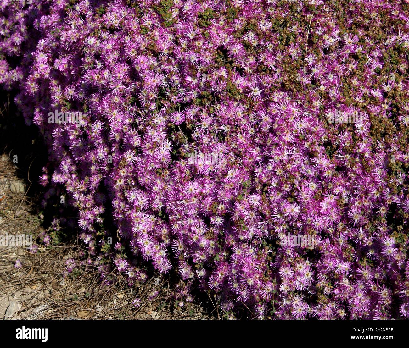 Rosea Ice Plant, Rodondo Creeper, pale Dewplant o Dew-Flower, Drosanthemum floribundum, Aizoaceae. Ibiza, Isole Baleari, Spagna, Mediterraneo. Foto Stock
