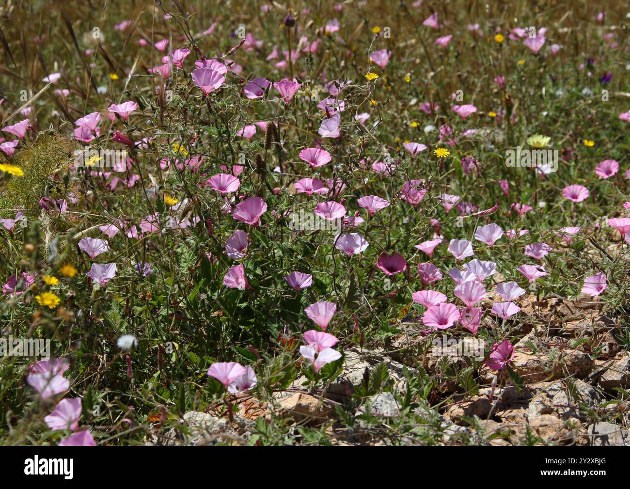 Ground Morning Glory, Mallow Bindweed o Mallow-Leaved Bindweed, Convolvulus althaeoides, Convolvulaceae. Ibiza, Isole Baleari, Spagna, Mediterraneo Foto Stock